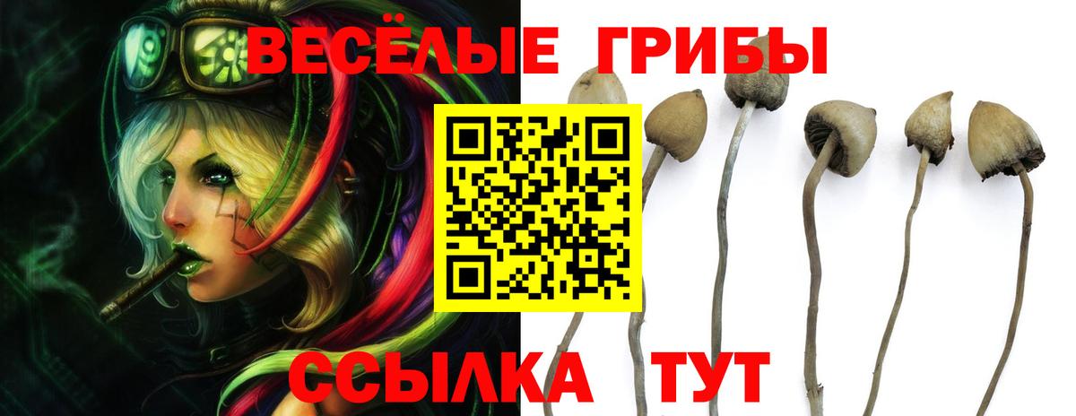 Псилоцибиновые грибы GOLDEN TEACHER  Галлюциногенные грибы Psilocybine cubensis  Кострома  Вход с VPN 